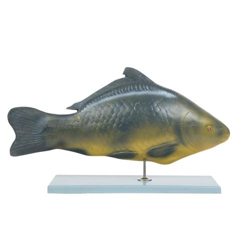 Anatomy Lab Carp Fish (Cyprinus carpio) Anatomy Model - Walmart.com