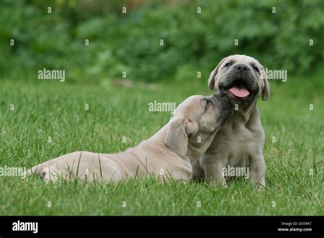 Dog Cane Corso / Italian Molosser two puppies in a garden Stock Photo ...