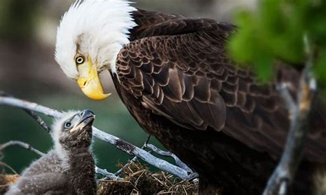 Study Found Lead Poisoning In Us Bald Eagles