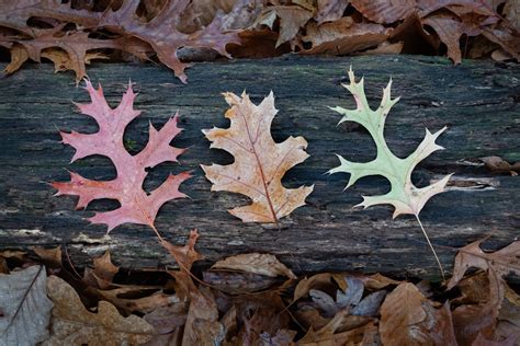 Mid-November Oak Leaves — Todd Henson Photography