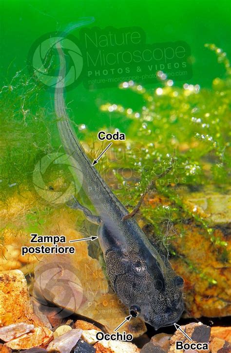 Xenopus Laevis Xenopo Liscio Girino Metamorfosi Sviluppo Di