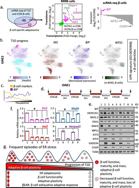 Progression Of T D Pathogenesis Correlates With Er Stress Induced