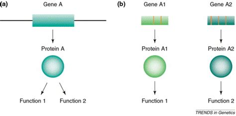 Adaptive Evolution After Gene Duplication Trends In Genetics