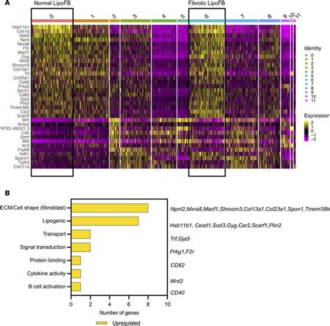 Jci Insight Functional Pdgfra Fibroblast Heterogeneity In Normal And