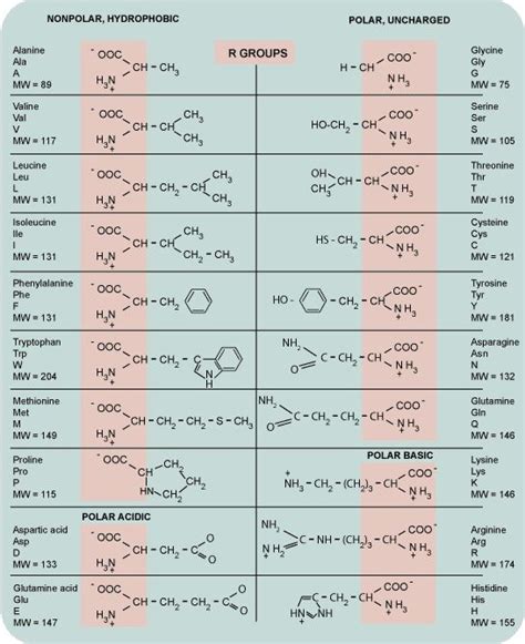 Ph Of Amino Acids Chart - slideshare