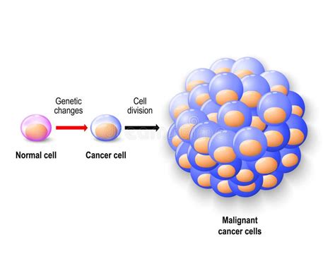 Normal Human Cell, Cancer Cell and Malignant Cancer Stock Vector ...