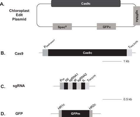 Schematic Representation Of The Edit Plasmids For Chlamydomonas