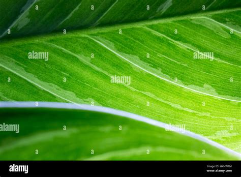 Closeup Details Of Natural Green Leaf Pattern And Texture Stock Photo