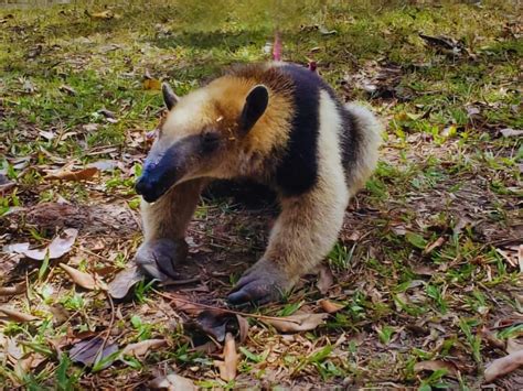 Rescatan Y Reubican A Oso Hormiguero En La Biósfera Del Río Plátano De