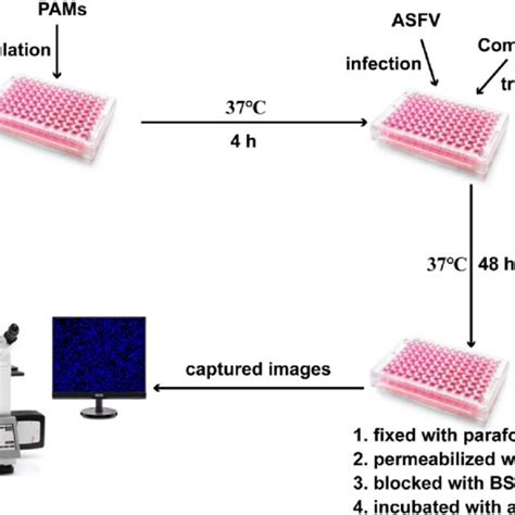 Diagram Of The Anti Asfv Compound Screening Assay Design Download Scientific Diagram