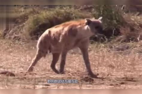 鬣狗捉走小野狗，结果遭到野狗疯狂追杀，鬣狗惨遭围攻致死鬣狗结果小野狗