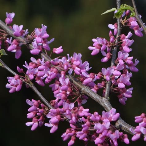 Chinesischer Judasbaum Cercis Chinensis Avondale Rosa