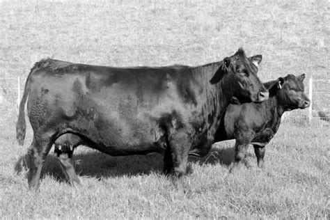 Turihaua Y93 Turihaua Angus