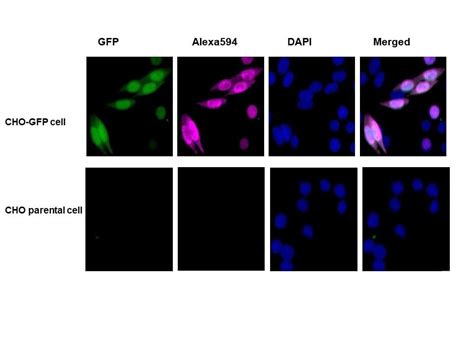 Anti-GFP antibody (ab307276) | Abcam