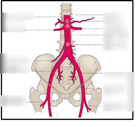 Arteries Of Pelvis Diagram Quizlet