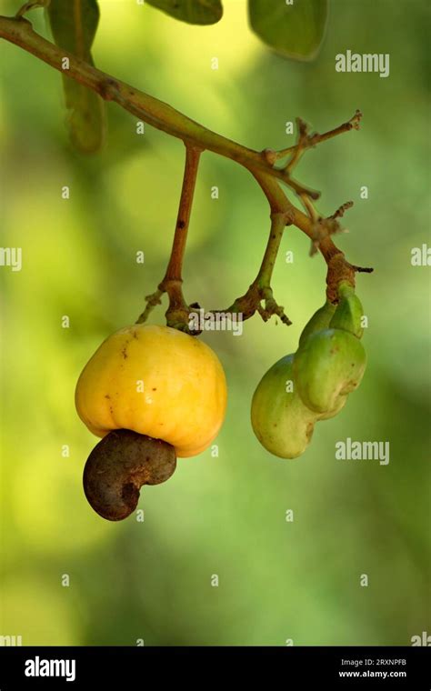 Cashew Anacardium Occidentale Tree Fruit Honduras Stock Photo Alamy