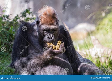 Gorilla - (Gorilla Gorilla) Stock Photo - Image of california, africa: 52576934