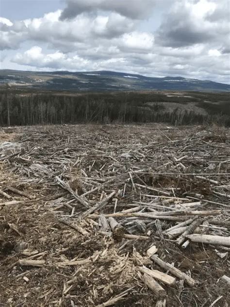 Post Harvest Fuel Reduction As A Silviculture Tool MacLeod Forest