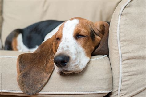 "Sleeping Basset Hound Puppy" by Stocksy Contributor "Jeff Wasserman" - Stocksy