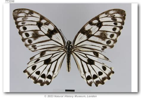 graphium  idaeoides type specimens