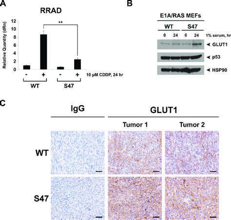 Decreased Induction Of Rrad And Increased Expression Of Glut1 In Cells