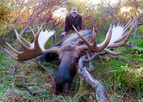 Alaska Trophy Moose Hunt Outdoors International