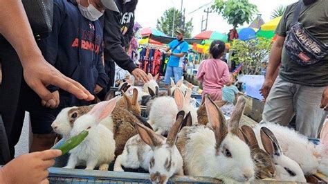 Lucunya Kelinci Kelinci Di Pasar Minggon GOR Satria Purwokerto Banyumas