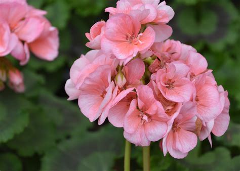 Zonal Geranium Colors