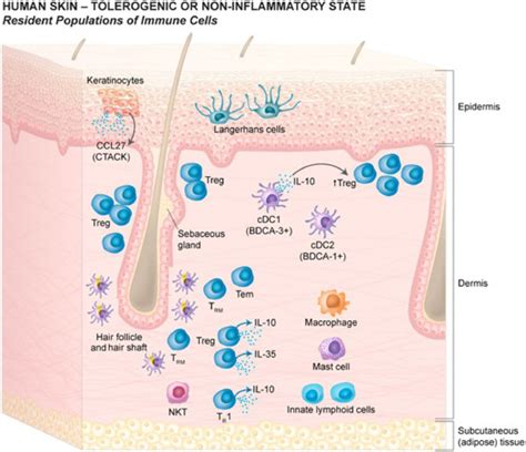 The Riddle Of Response To Cutaneous Allergen Exposure In Patients With Atopic Dermatitis