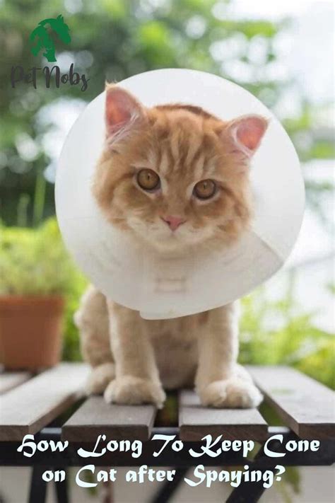 How Long To Keep Cone On Cat After Spaying Complete Post Operative Care