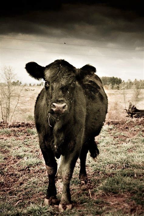 Black COW Wall Art, FARM ANIMAL Photography of Black Angus Cow in Field ...