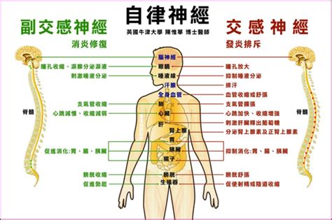 自律神經失調症狀有哪些？該如何改善？4大自律神經失調原因