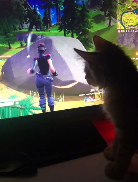 fortnite cat en 2024 | Gatos, Fortnite, Foto