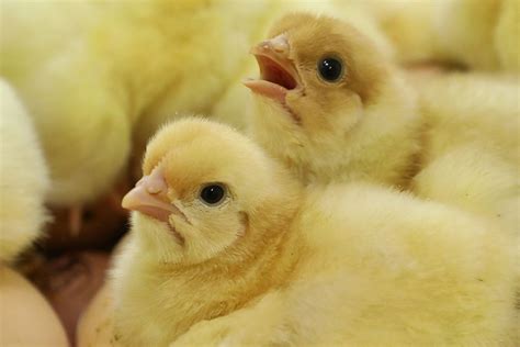 Eu Short Term Poultry Outlook Driven By Ukraine Russia Conflict