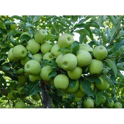 Well Watered Green Apple Ber Plant At Rs 18 Bag In Moradabad ID