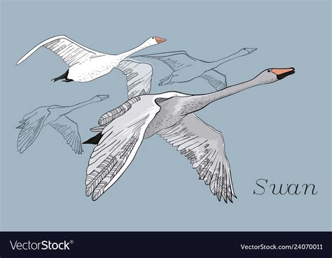 Swan Flying Sketch