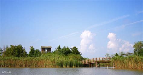 Dongtan Wetland Park Ticket in Shanghai - Klook