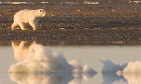 Apex Marine Predators Affected By Human Made Pollutants And Climate