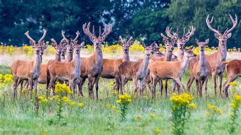 Best Wildlife Holidays In England New Forest Cottages Blog