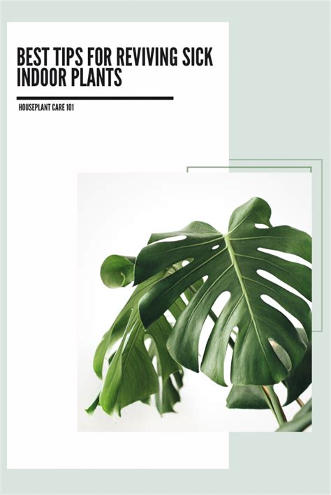 Houseplant Care 101: Tips For Helping Sick Houseplants - It's Me Lady G
