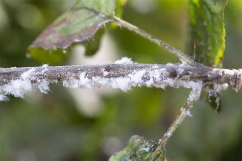 Why Experts Say Not To Use Pesticides On An Apple Tree Woolly Aphid Infestation Horticulture