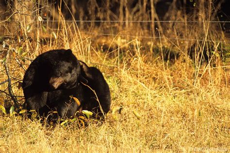 Black Bear Portrait Cades Cove Great Smoky Mountains National Park