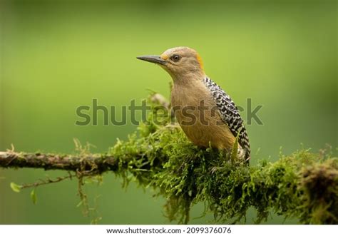 Hoffmanns Woodpecker Melanerpes Hoffmannii Resident Breeding Stock