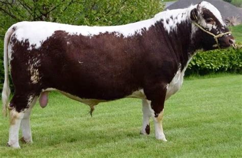 Cattle Rare Breeds Trust Of Australia Tidyhq