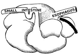 cow stomach Diagram | Quizlet