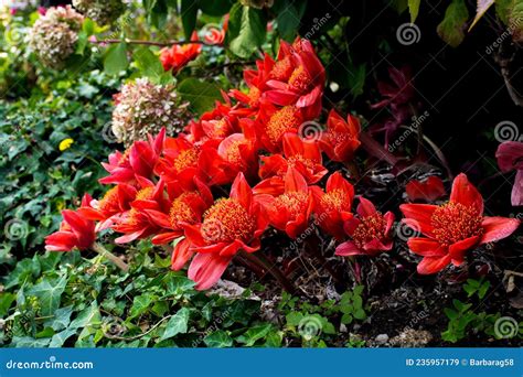 Red Paintbrush Lily Blood Lily Or Haemanthus Coccineus Stock Image