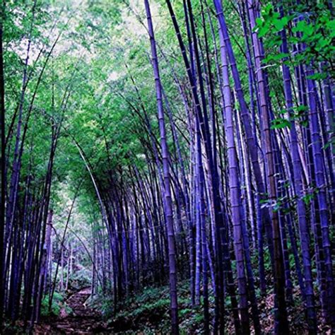 Buy Zna Seed Bamboo Giant China Moso Bamboo Phyllostachys Edulis