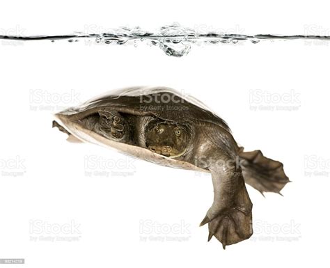 Softshell Turtles Trionychid233s Cyclanorbis Senegalensis Stock Photo