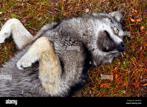 Wolf Laying On Back