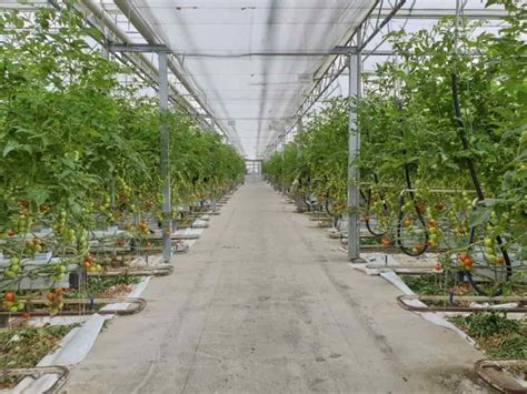 Tomato Farming Business Plan: A Production and Cultivation Guide for Beginners